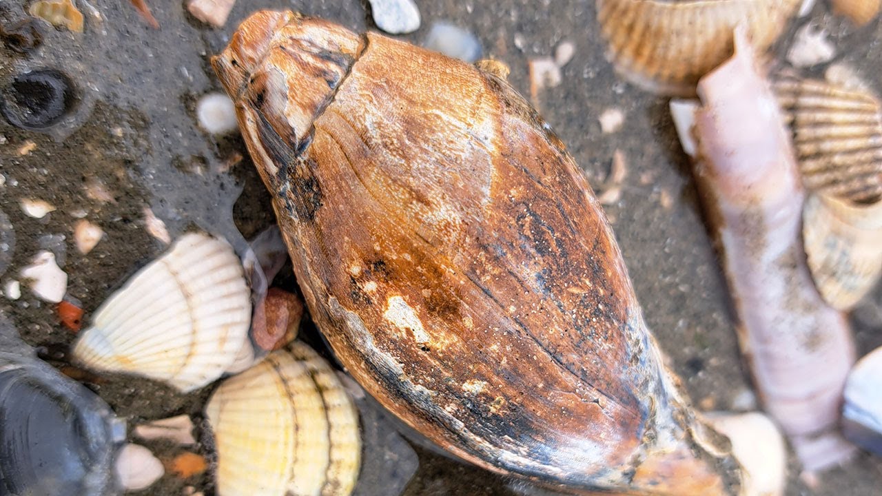 Schelpen en fossielen zoeken in Zeeland | Strandjutten