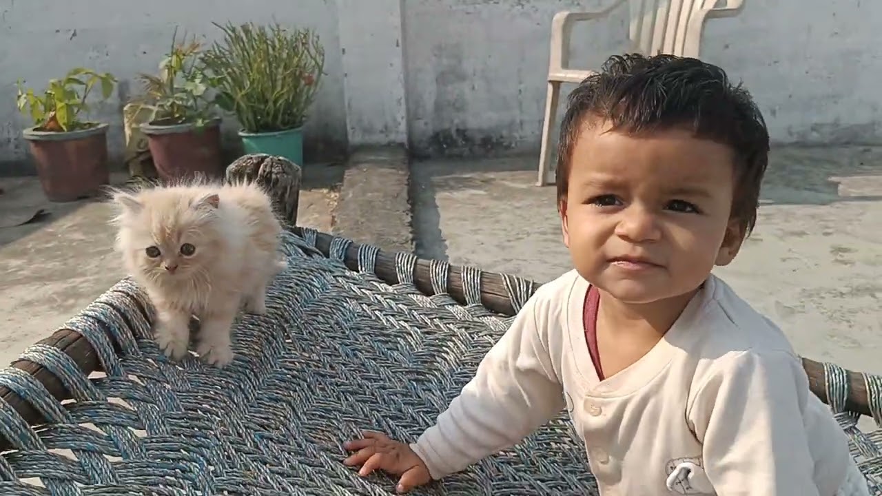 Baby Cat persian #cat #persian 