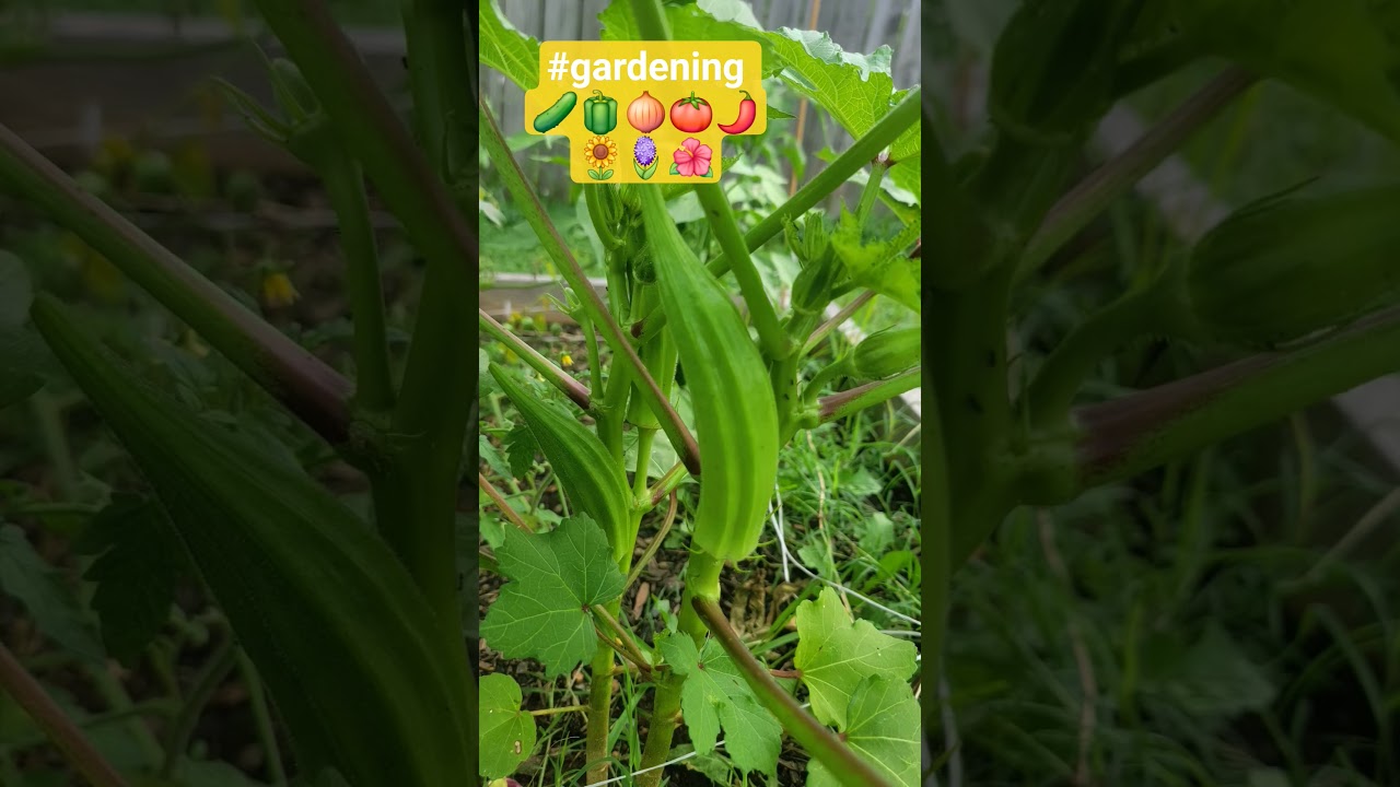 #Garden blessings!