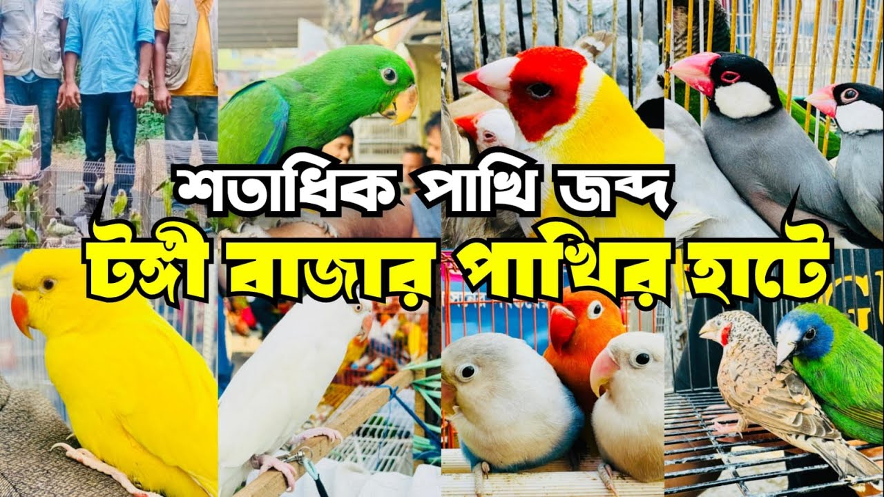 হঠাৎ বন বিভাগের অভিযান টঙ্গী পাখির হাটে | Tongi Pakhir Hat | Tongi Bazar Pakhir hat #viral