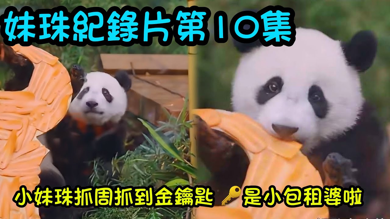 8月16日  妹珠紀錄片最終話~一周歲生日會的幕後故事，妹珠卡窗已經鑽不出去了，妹珠未來的熊生會越來越精彩的#大熊貓妹珠 #大熊貓妹豬 #大熊貓萌萌