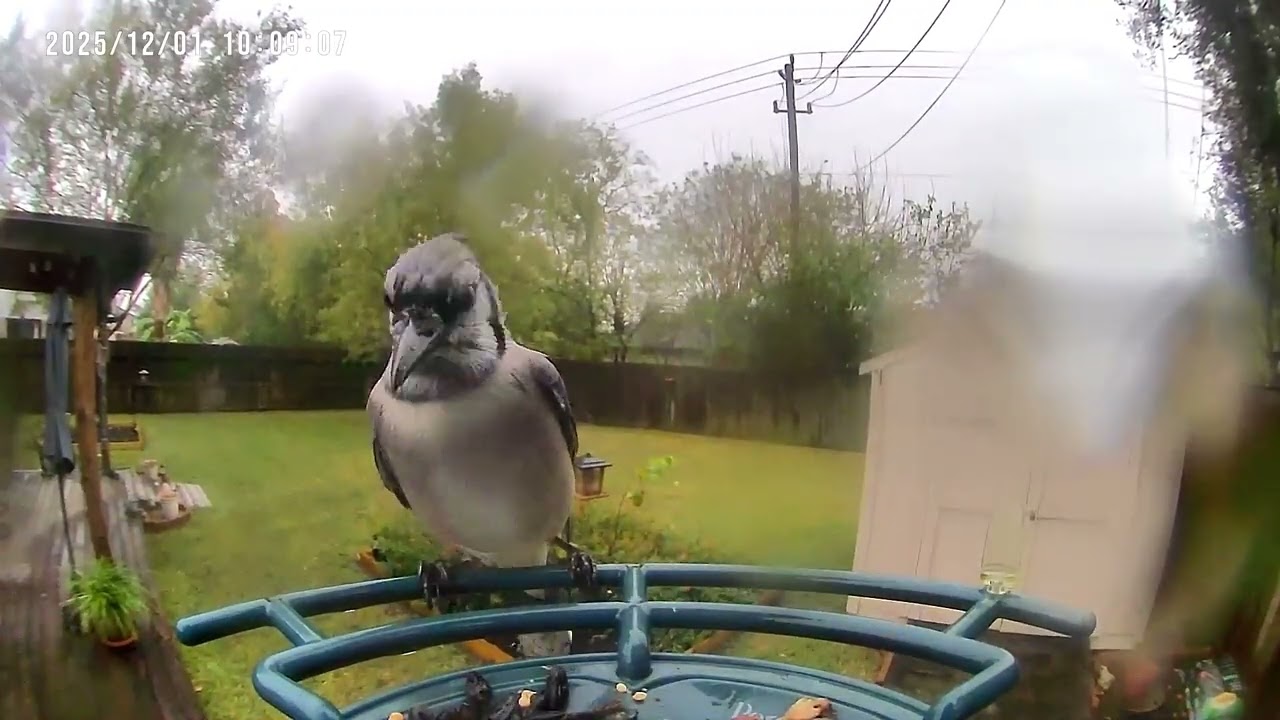 Birds in the Rain in SE Texas - 12/1/2025