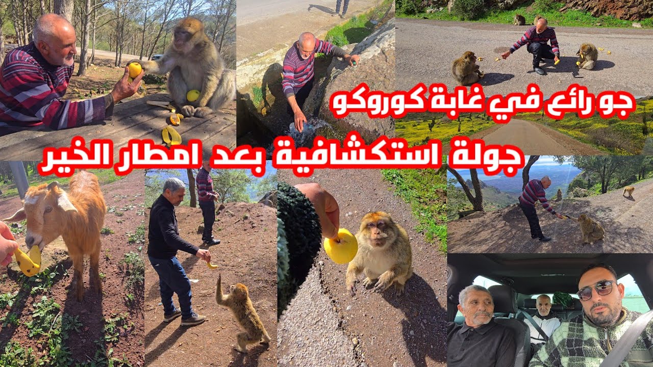 جولة استكشافية إلى كوروكو أنا وعمي الطيب وحسين وعطينا الماكلة للقردة شوفو بعد أمطار الخير كولشي أخضر