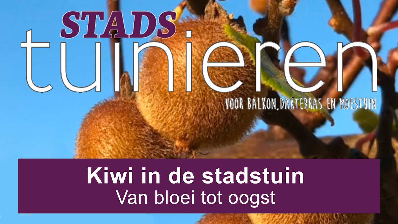 Stadstuinieren - Kiwi kweken in de stadstuin - van bloei tot oogst #moestuin