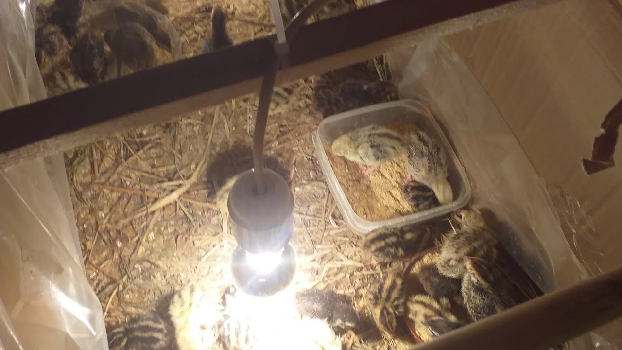 codornices con 15 días guía de cuidados