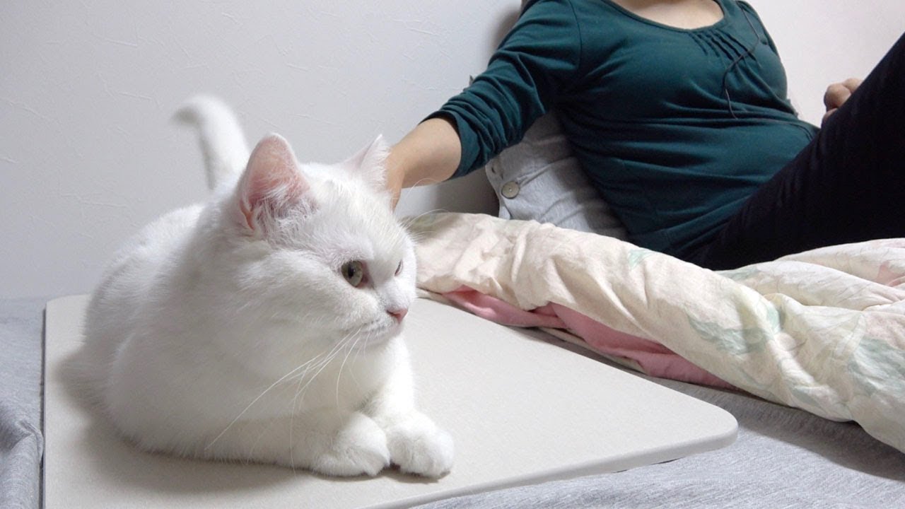 休日の母親とうちの猫のだらけ具合いがおもしろい！