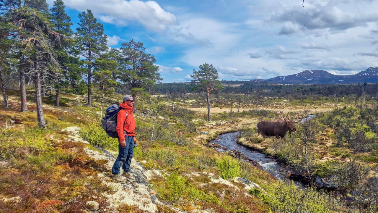 3 Zile Prin Salbaticie in Padurea Boreala - Langsua National Park