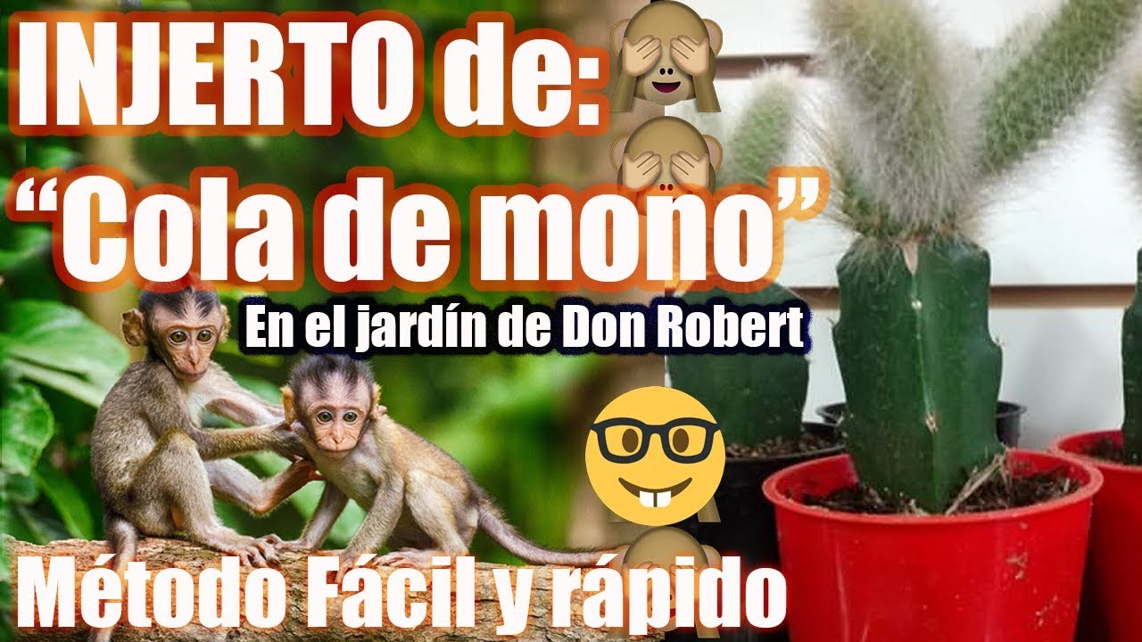 INJERTO DE COLA DE MONO - METODO FACIL Y RAPIDO