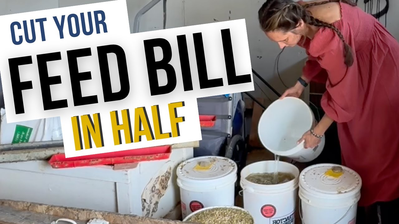 How to ferment your chicken feed