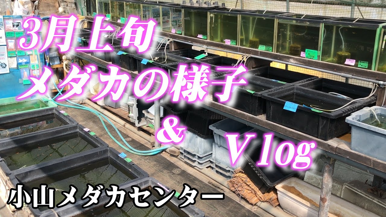 3月上旬メダカの様子＆Ⅴlog（2024年3月）