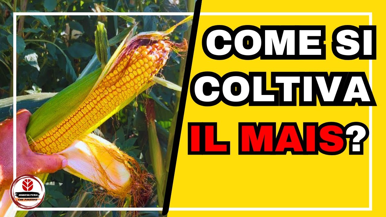 MAIS | 9 PASSAGGI FONDAMENTALI | Dalla semina alla trebbiatura