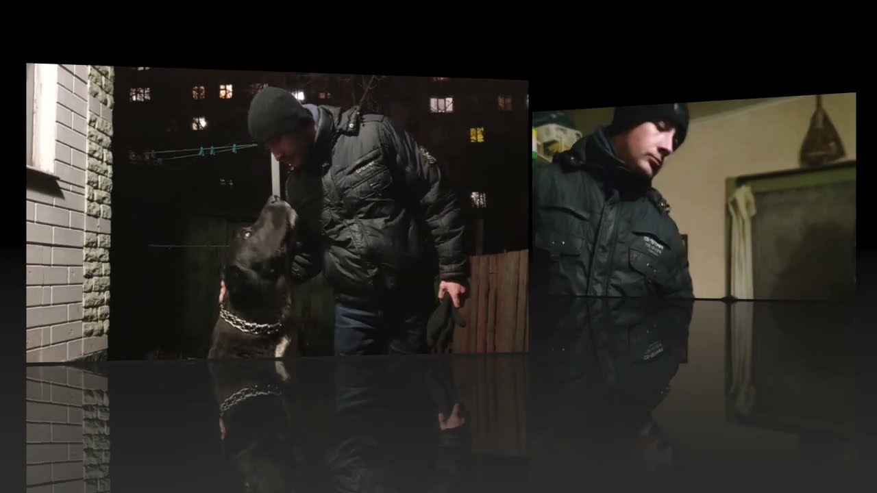 Поиграем? Молодой хозяин и алабай.