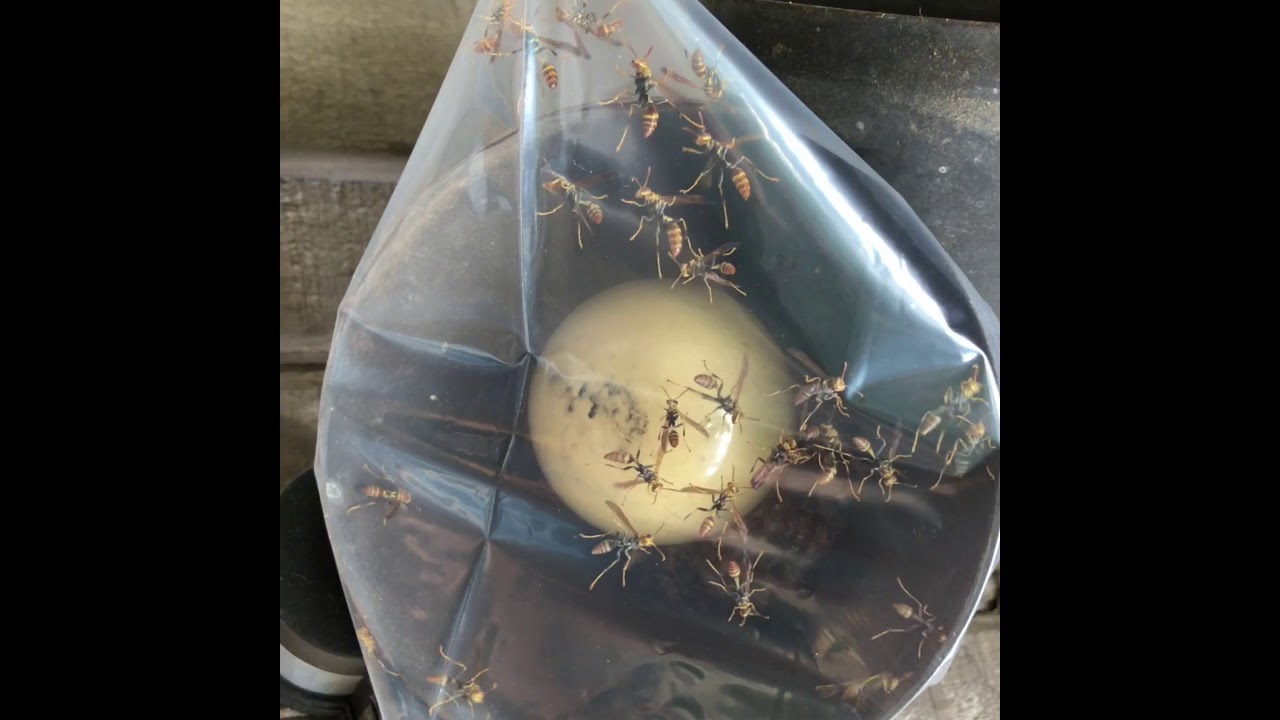 Wasp Relocation