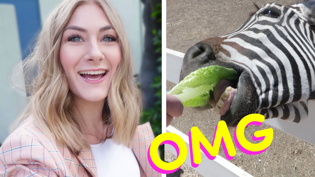 BuzzFeeders Day Off! *ZEBRA ATTACK*