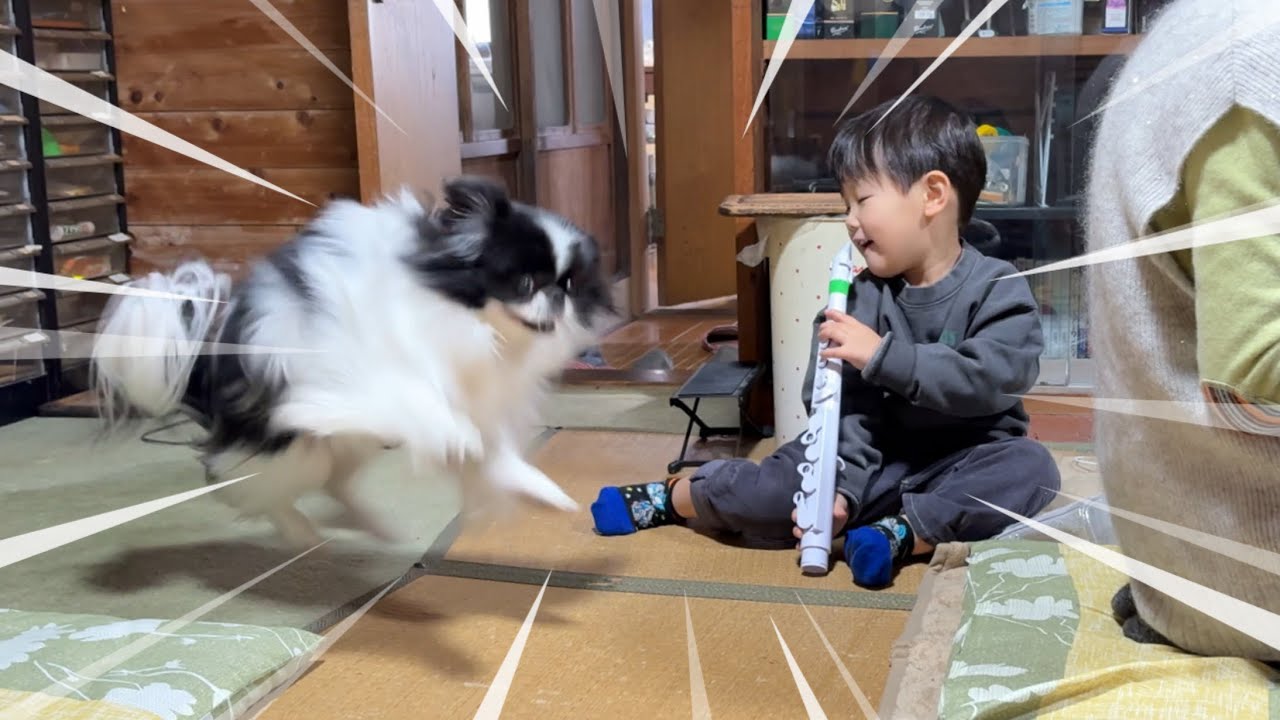 犬「その音やめろ！」わんぱくクラリネット演奏に狆が乱入！爆笑不可避