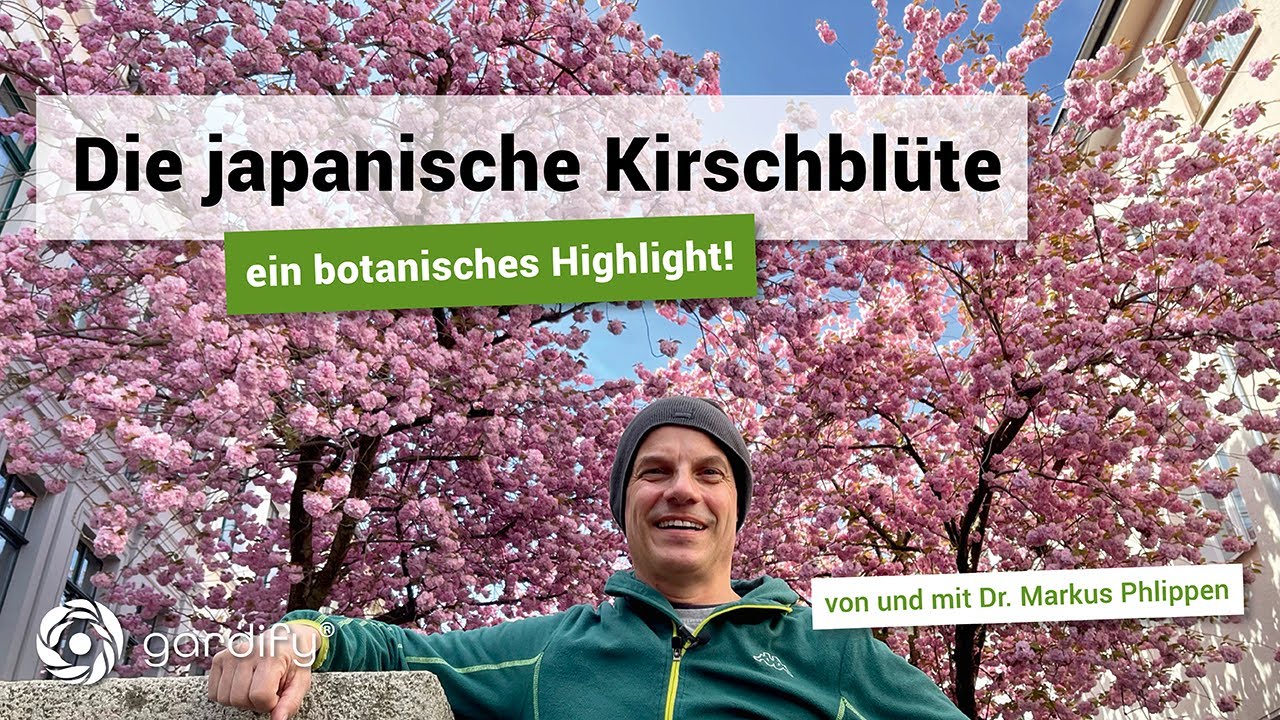 Die japanische Kirschbl&uuml;te - ein botanisches Highlight!  | gardify Tipps