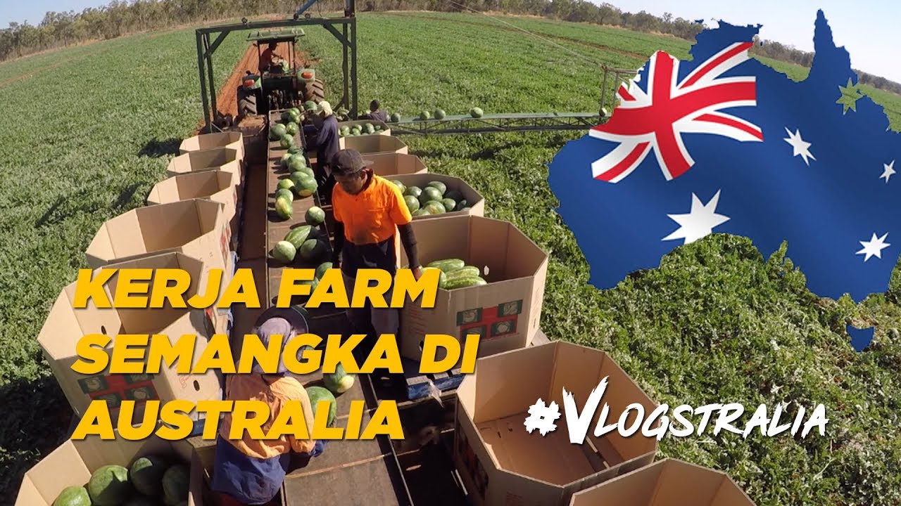 #VLOGSTRALIA KONDISI BEKERJA DI FARM SEMANGKA AUSTRALIA