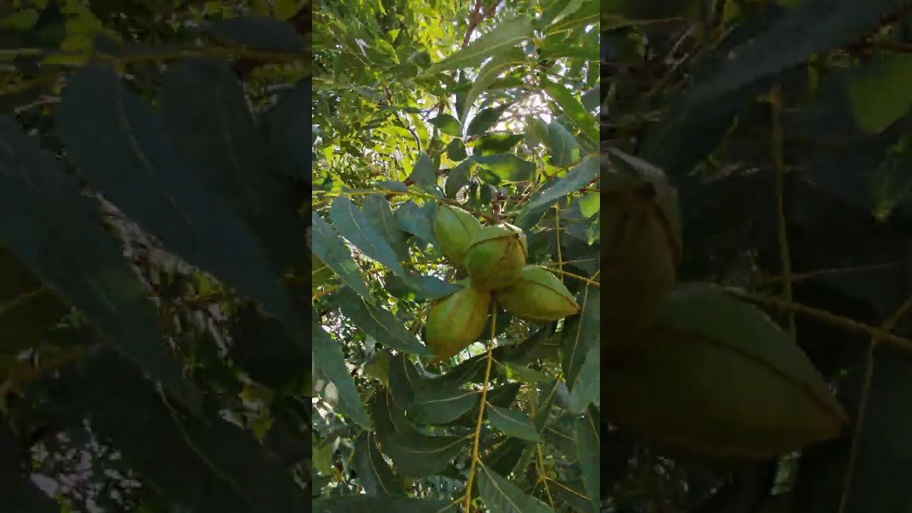 Pikan cevizi çeşitleri - Apalachee ve Amling