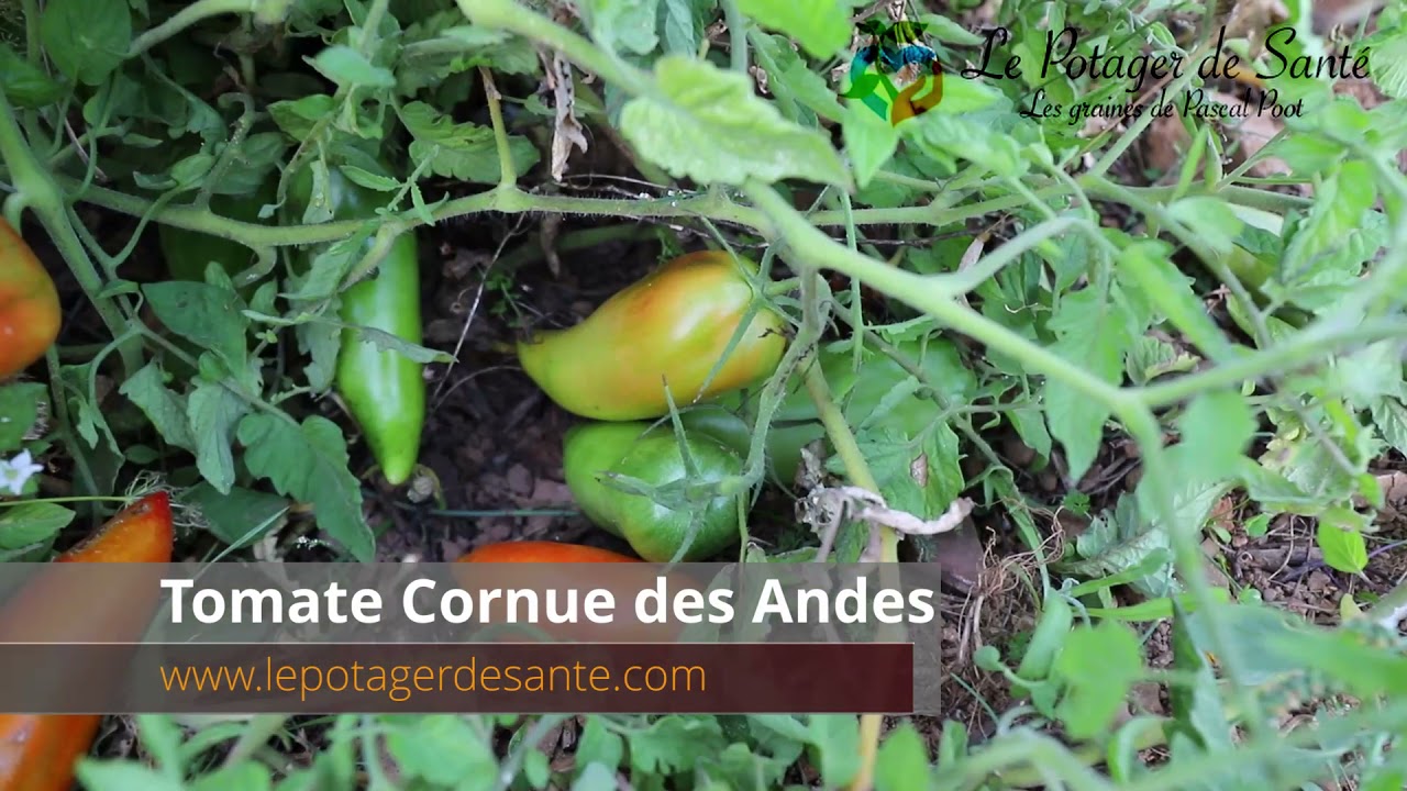 Tomate Cornue des Andes