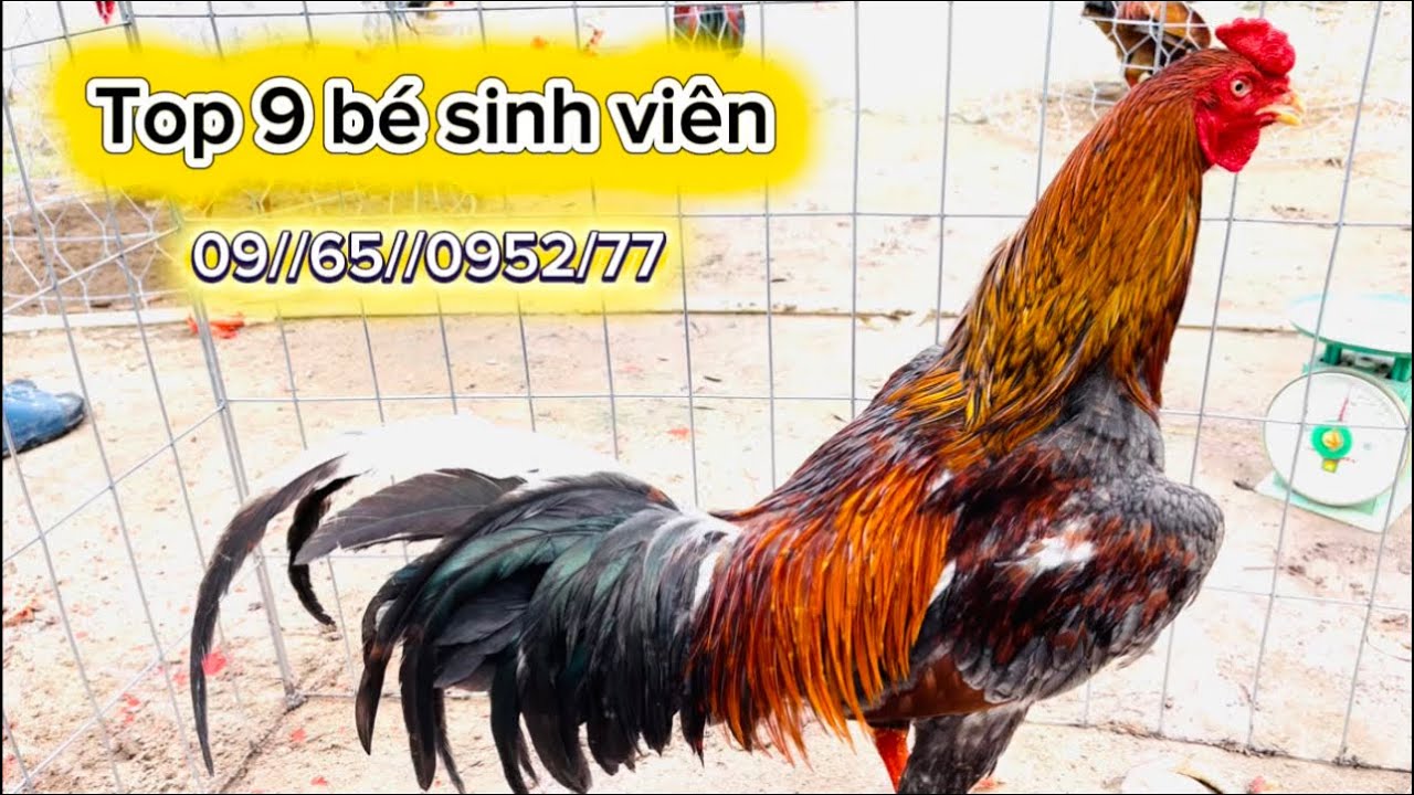 Top gà mới sinh viên ít 🌽hàng giỏi lắm nha 09//65//0952/77 #HùngCá