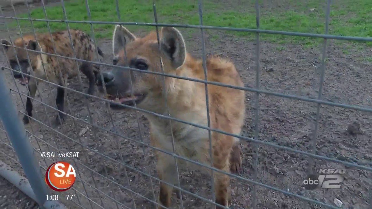 Wild Wednesday: Hungry Hyenas
