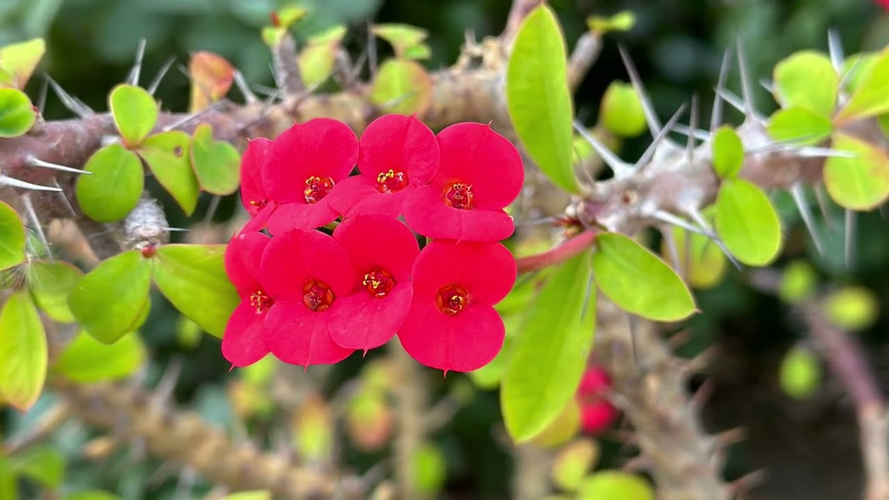 A short visit to Andres Pico Adobe Park Shot/edited w iphone 14 & thinking of Larry Abellera. 🌺🙏💫🦋