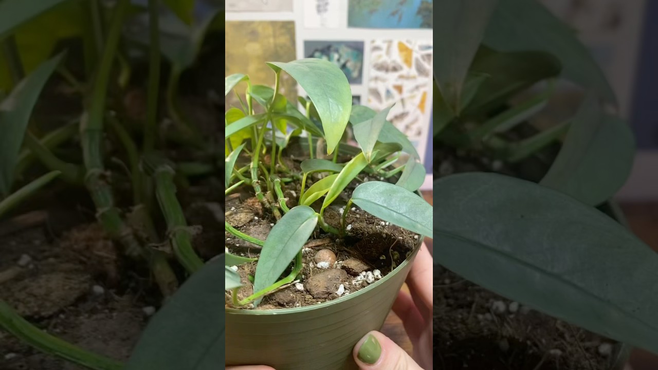 1.5 year Cebu blue pothos update! Flat mite treatments are underway🥲 #plants #houseplants #repot