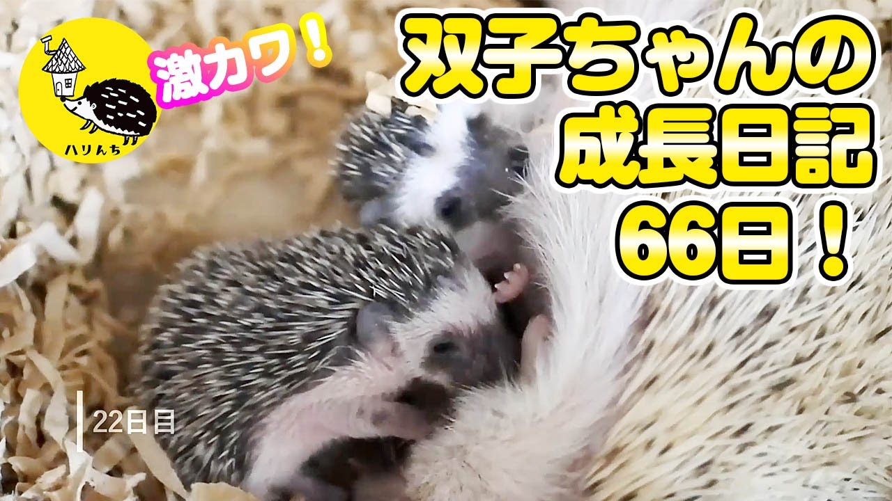 【双子ちゃん】母と子が紡ぐ66日―ハリネズミの赤ちゃん、成長の記録