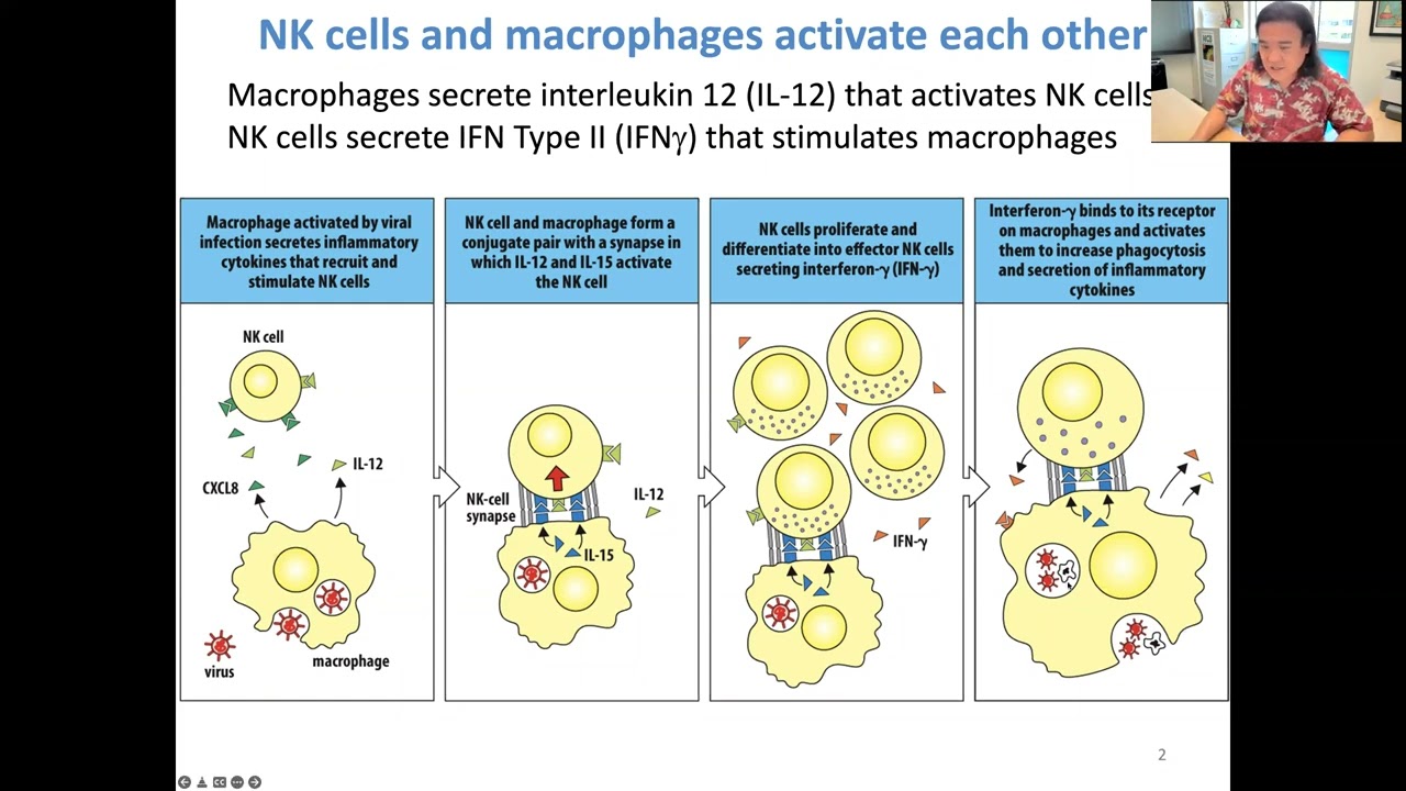 Lecture 7 Antibodies and B cell activation