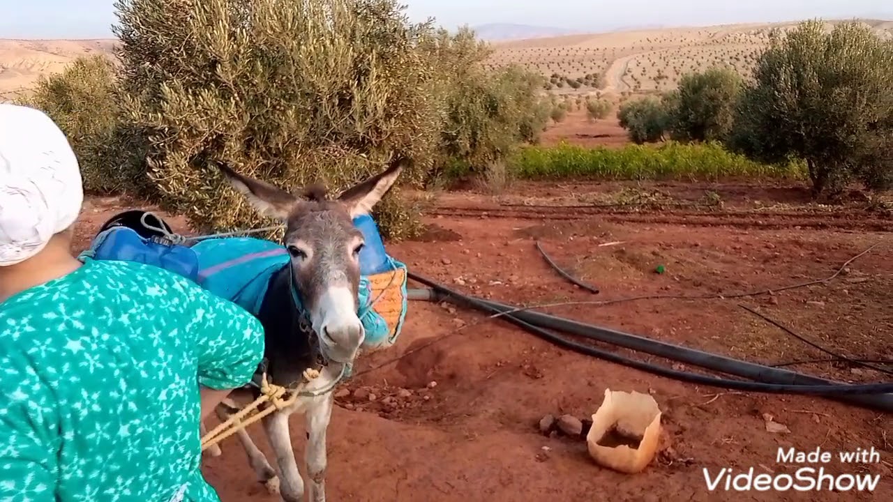 معانات المرءة البدوية مع سقي ديال الماء