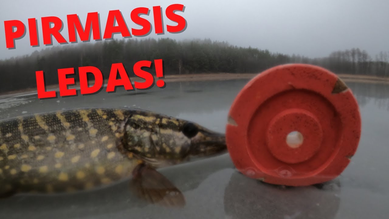 Pirmasis ledas ir lydekų žvejyba skrituliais ant gyvos žuvelės