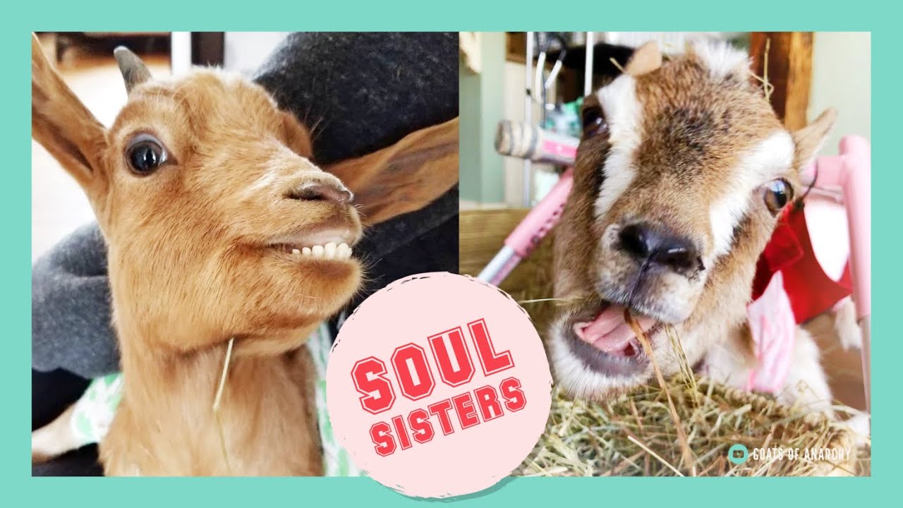 Neurologically Disabled Goat Finds Her Soul Sister
