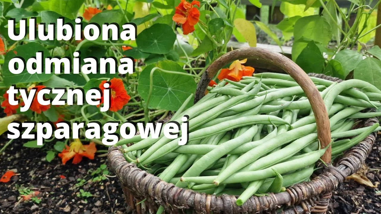 Moja ulubiona fasolka szparagowa. 2 kg z pierwszego zbioru.