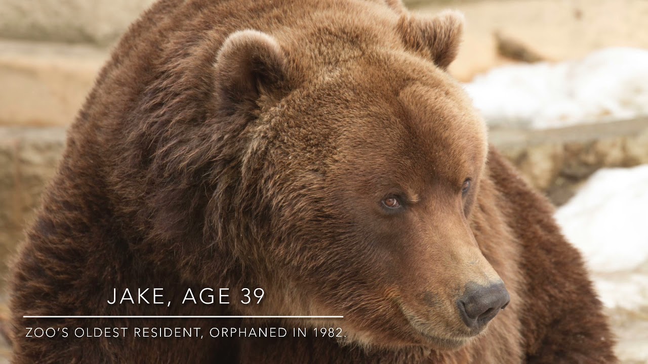 Meet the Alaska Zoo’s Brown Bears!