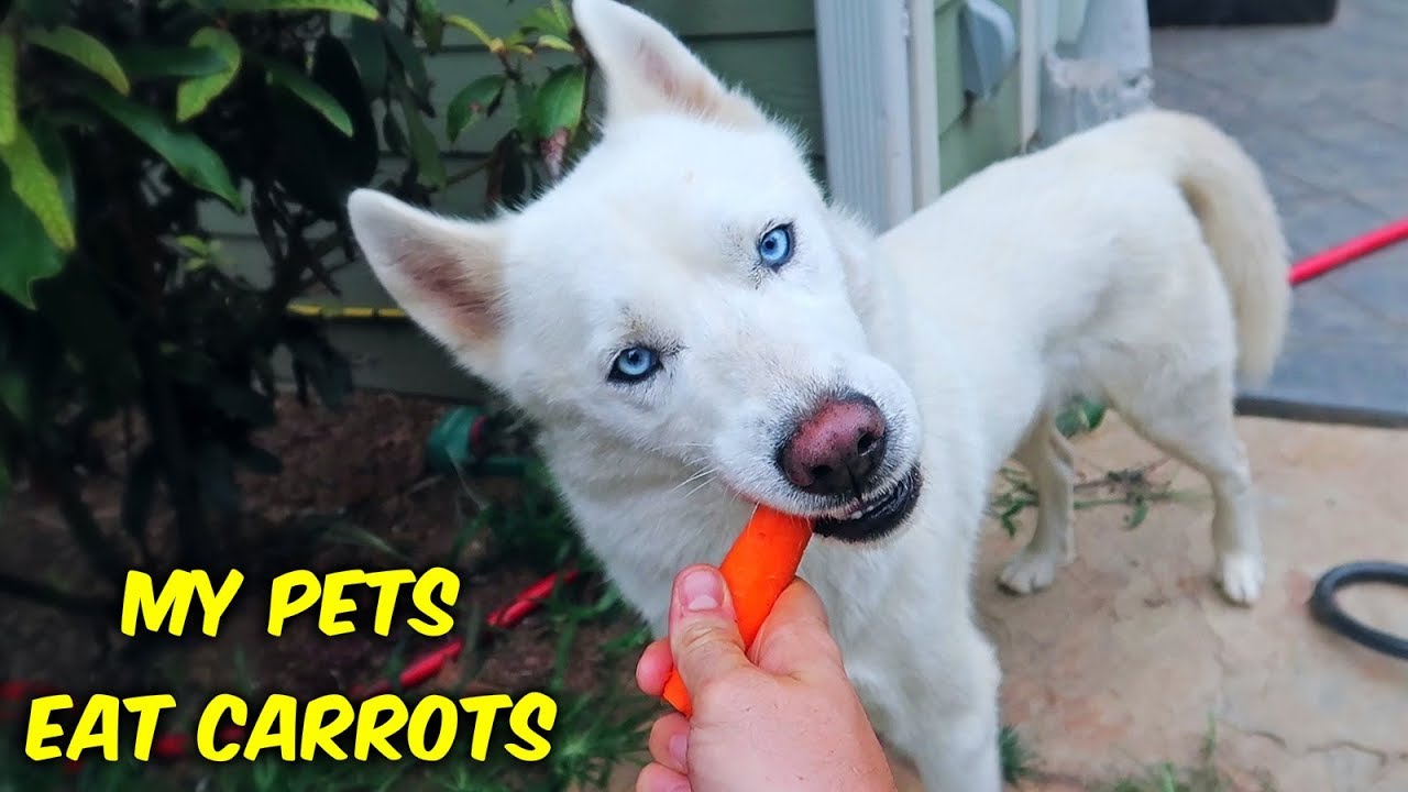 My Pets Eat Carrots