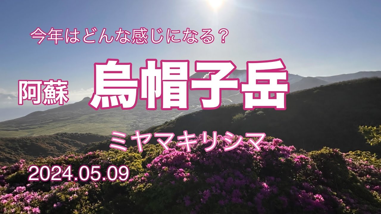 【ミヤマキリシマ】烏帽子岳 今年はどんな感じ？ No.132