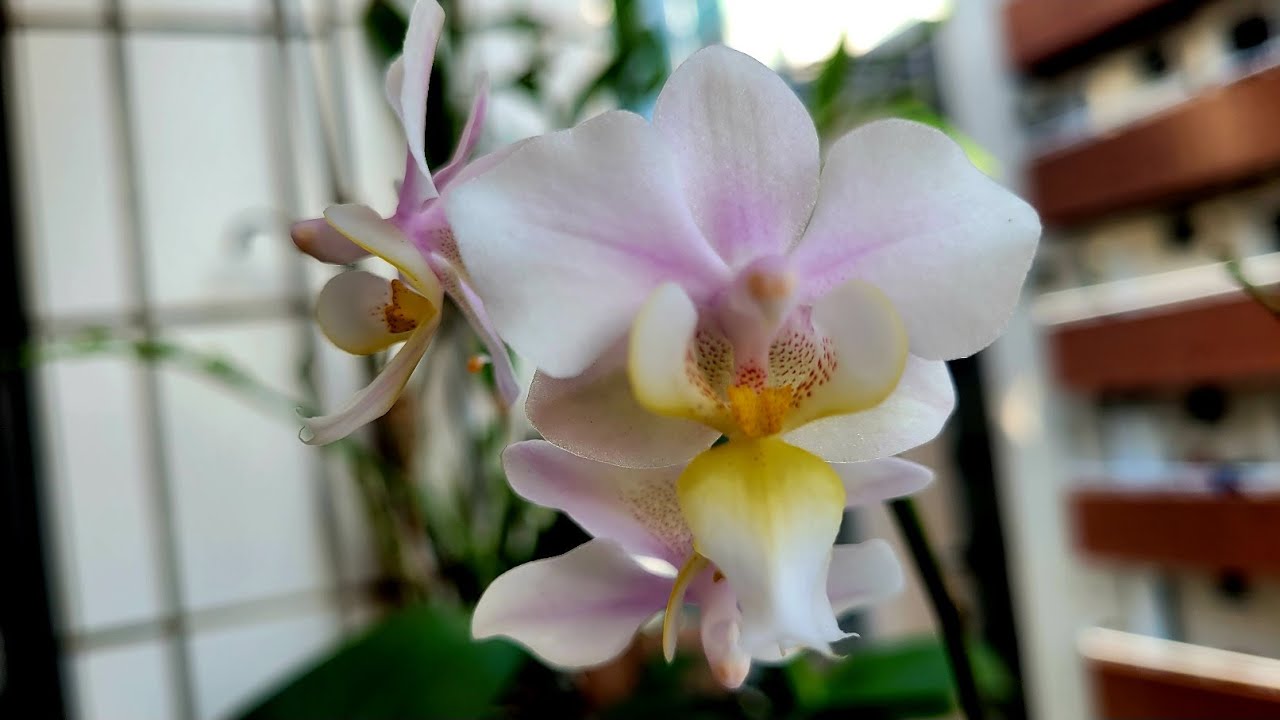 PHALAENOPSIS WIGANIAE- Características e Dicas de Cultivo.