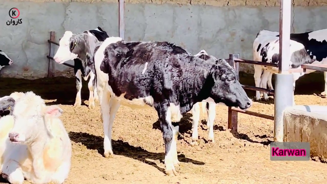 فارم چنار، ولسوالی ده سبز قریه ده یحی، صحبت با مسولین فارم، گاوهای شیری،گزارش نعیم الله نصیری