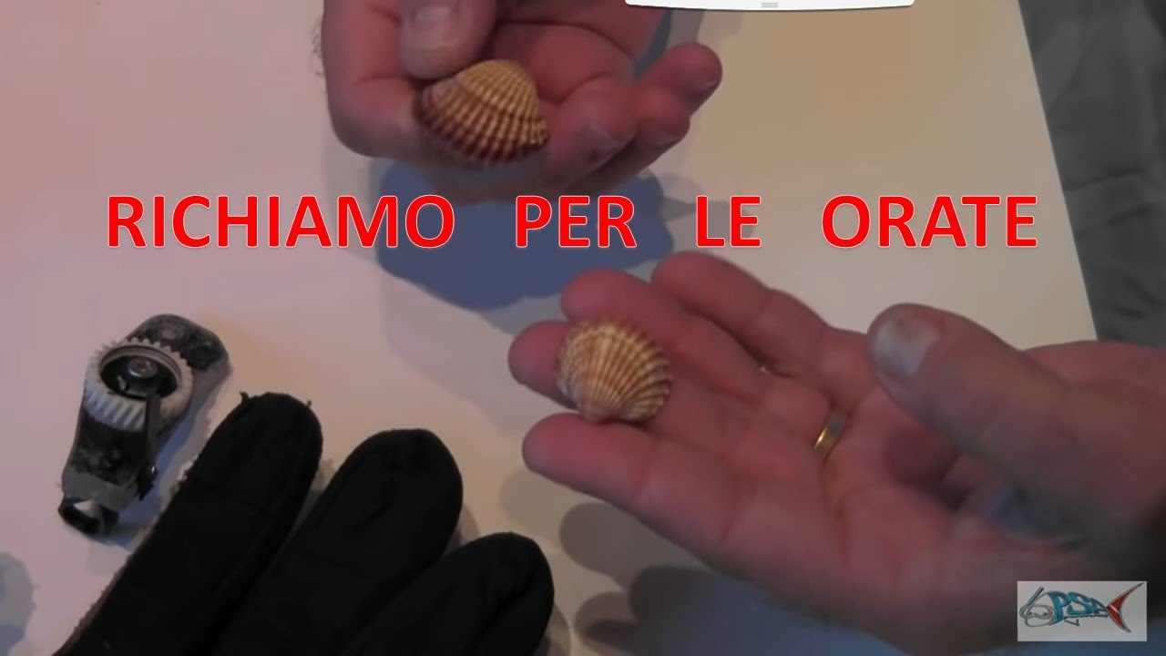 Pescasub : Richiamo 2° per Orate e Saraghi Claudio Basili