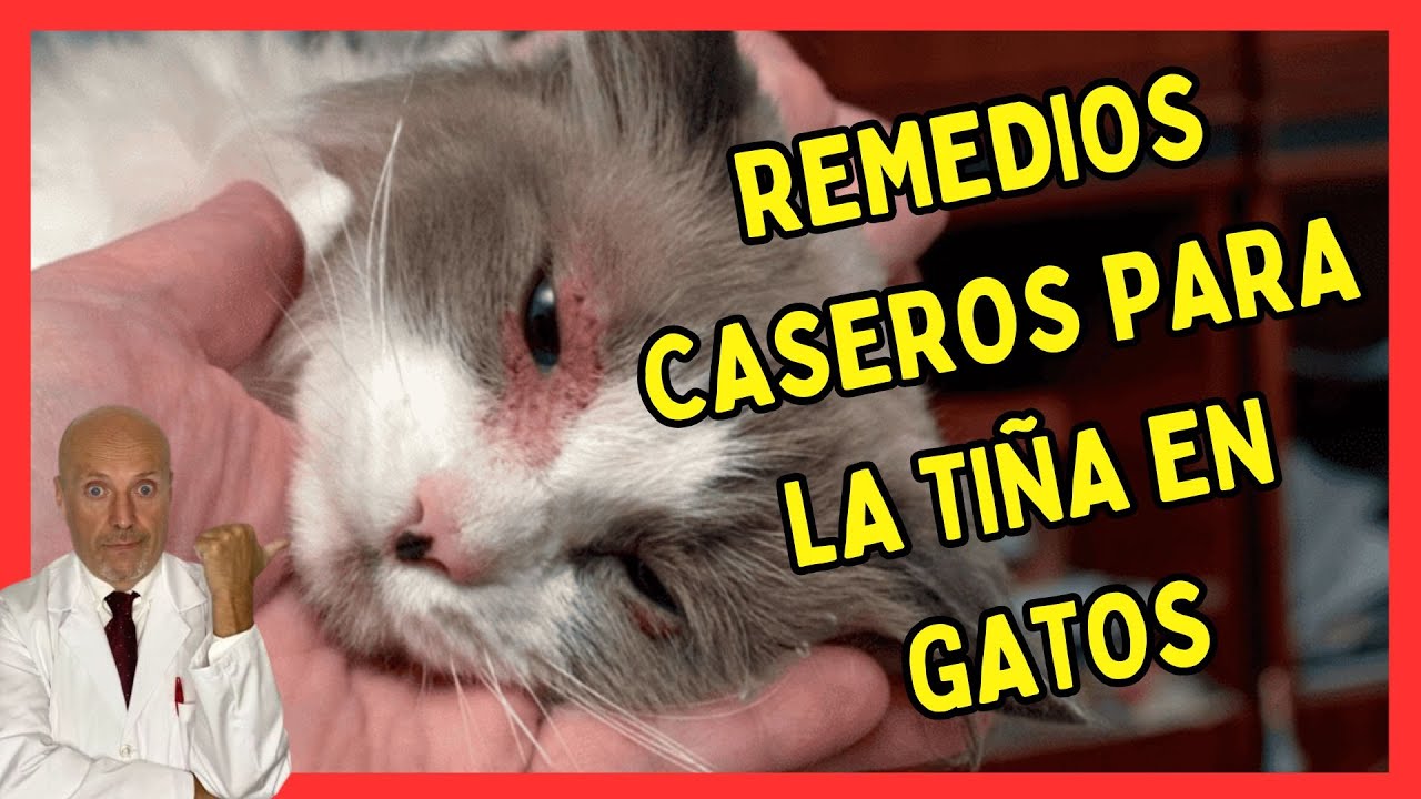 🔴 REMEDIOS CASEROS PARA LA TIÑA Y SARNA EN GATOS: ¡EFECTIVOS Y SEGUROS! 🔴