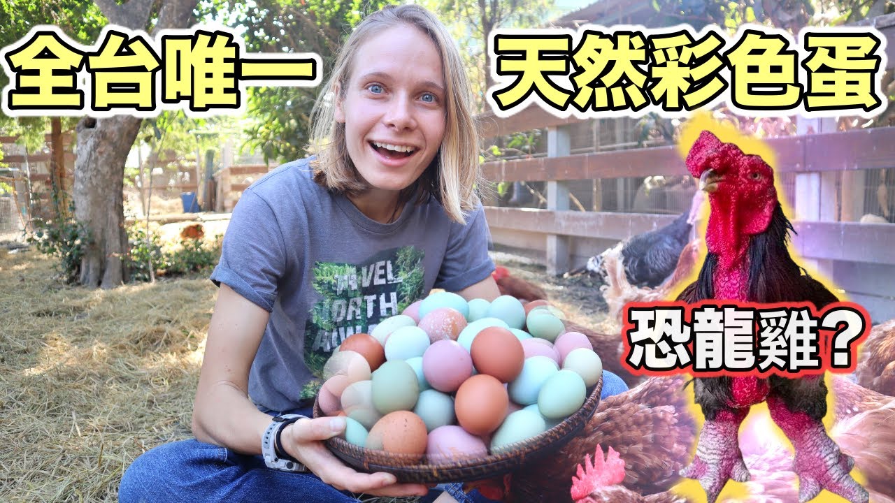 台灣人太強了! 竟然有世界稀有「彩色」雞蛋！🐔古生物巨腳恐龍雞！ How Come These Eggs Are Naturally Colorful?!?!