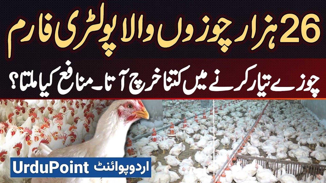 A Poultry Farm with 26,000 Chicks - How Much Would It Cost to Produce Chicks? What Is the Profit?