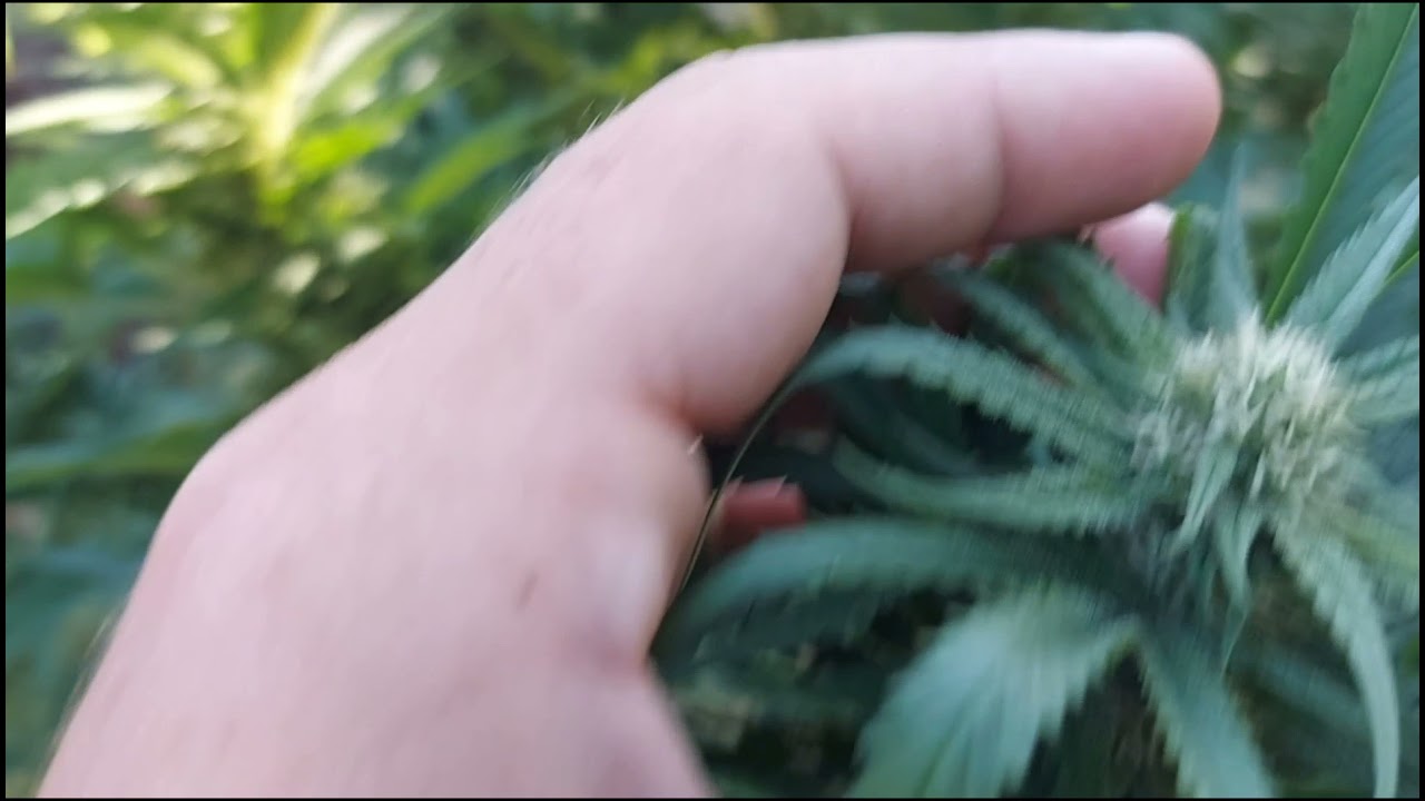Green Crack outdoor grow ontario 🇨🇦 it's getting better 😀