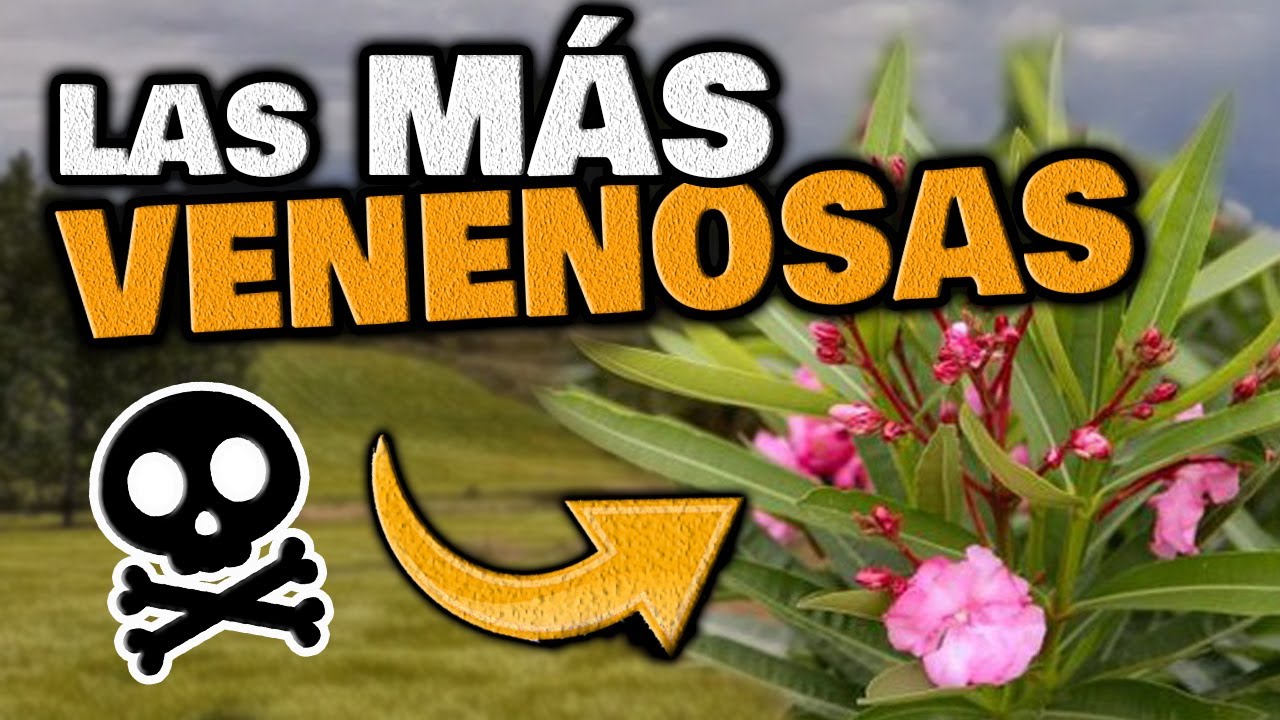 Las PLANTAS M&Aacute;S VENENOSAS y T&Oacute;XICAS del MUNDO | No las TOQUES son PELIGROSAS | Huerto Urbano