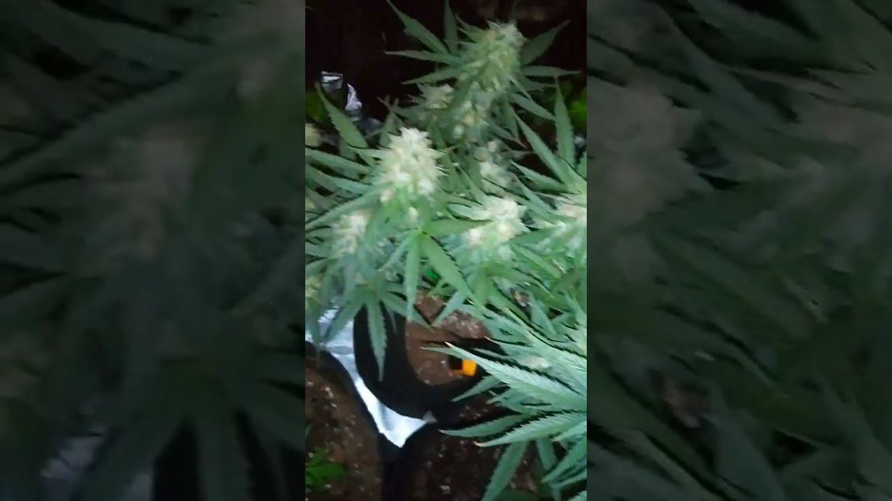 great grand daddy purple autoflower @mr_bigtimez_420grow