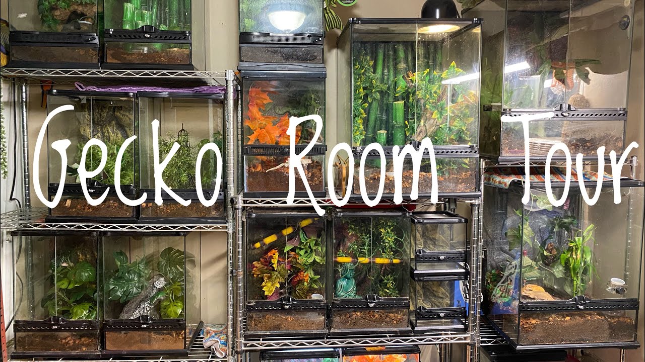 Gecko Room Tour - September 2020