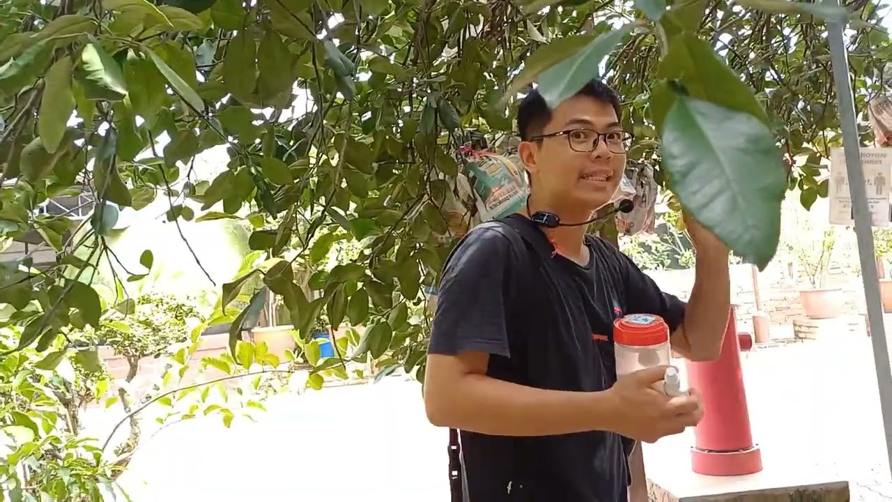 Ipoh, How to Chose Pomelo
