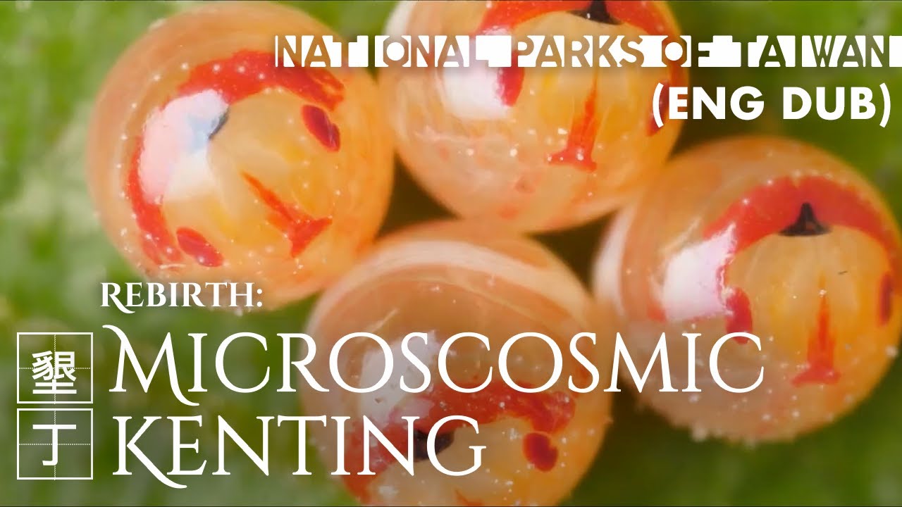 Kenting National Park｜Rebirth (English)｜Microscosmic Kenting｜Taiwan｜蟲生-微觀墾丁｜墾丁國家公園
