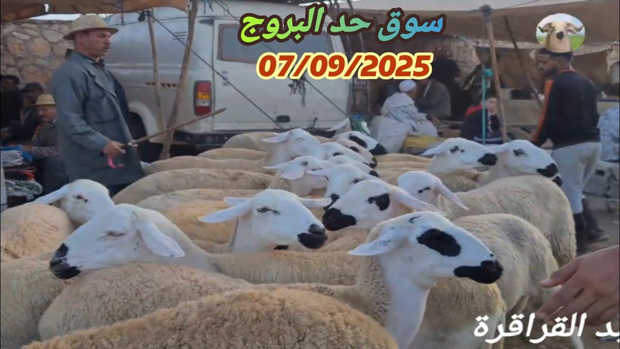 مباشرة من سوق حد البروج 07/09/2025 جهة سطات مع ثمن 🐑🐏🇲🇦