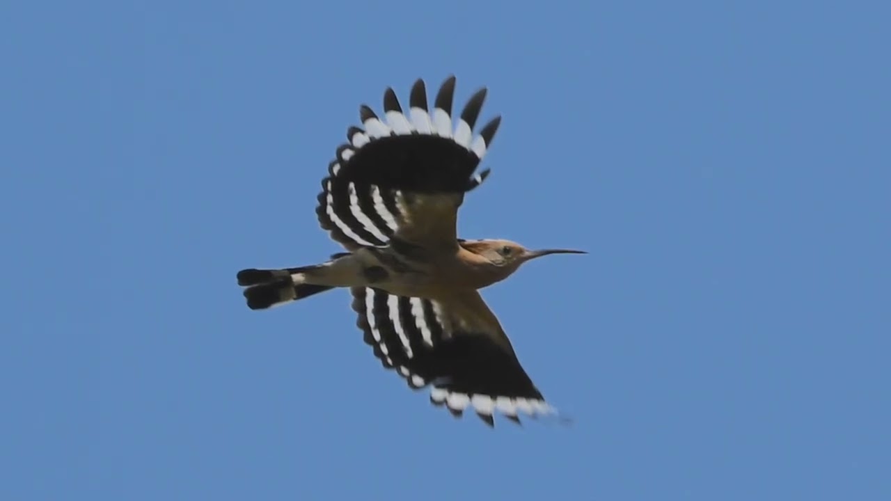 Upupe in volo  con richiamo